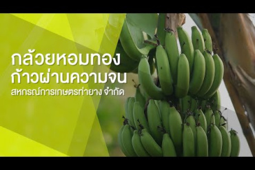 “กล้วยหอมทอง ก้าวผ่านความจน สหกรณ์การเกษตรท่ายาง จำกัด”