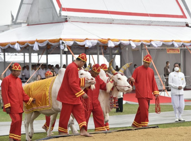 กระทรวงเกษตรฯ ซักซ้อมพระราชพีธีพืชมงคลจรดพระนังคัลแรกนาขวัญ พารามิเตอร์รูปภาพ 21