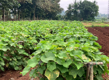 จนท.กรมสหกรณ์เมียนมา ศึกษาดูงานสหกรณ์พื้นที่อำเภอวังน้ำเขียว พารามิเตอร์รูปภาพ 44