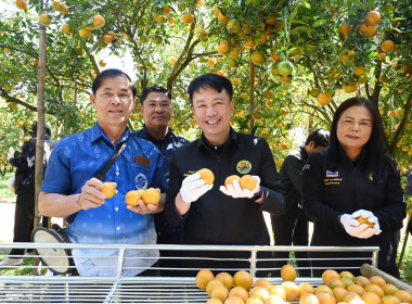 ลงพื้นที่เยี่ยมชมการจัดการสวนส้มปลอดภัยตามมาตรฐาน GAP ... พารามิเตอร์รูปภาพ 5