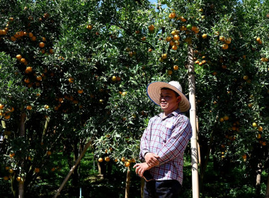 ลงพื้นที่เยี่ยมชมการจัดการสวนส้มปลอดภัยตามมาตรฐาน GAP ... พารามิเตอร์รูปภาพ 22