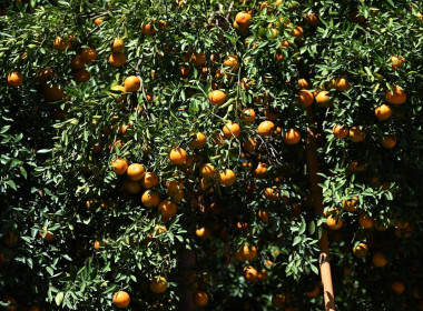 ลงพื้นที่เยี่ยมชมการจัดการสวนส้มปลอดภัยตามมาตรฐาน GAP ... พารามิเตอร์รูปภาพ 23