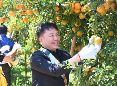 ลงพื้นที่เยี่ยมชมการจัดการสวนส้มปลอดภัยตามมาตรฐาน GAP ... พารามิเตอร์รูปภาพ 28