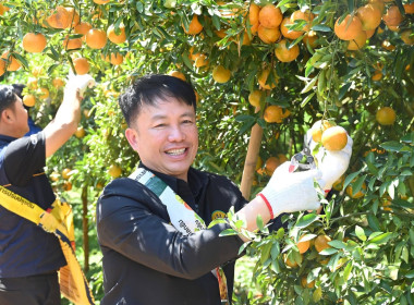 ลงพื้นที่เยี่ยมชมการจัดการสวนส้มปลอดภัยตามมาตรฐาน GAP ... พารามิเตอร์รูปภาพ 29
