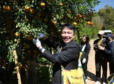 ลงพื้นที่เยี่ยมชมการจัดการสวนส้มปลอดภัยตามมาตรฐาน GAP ... พารามิเตอร์รูปภาพ 31
