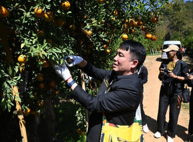 ลงพื้นที่เยี่ยมชมการจัดการสวนส้มปลอดภัยตามมาตรฐาน GAP ... พารามิเตอร์รูปภาพ 32