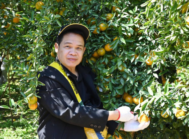 ลงพื้นที่เยี่ยมชมการจัดการสวนส้มปลอดภัยตามมาตรฐาน GAP ... พารามิเตอร์รูปภาพ 36