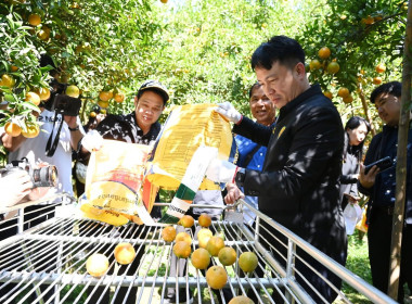 ลงพื้นที่เยี่ยมชมการจัดการสวนส้มปลอดภัยตามมาตรฐาน GAP ... พารามิเตอร์รูปภาพ 39