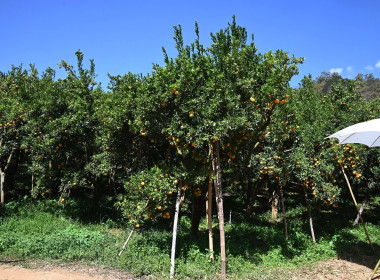 ลงพื้นที่เยี่ยมชมการจัดการสวนส้มปลอดภัยตามมาตรฐาน GAP ... พารามิเตอร์รูปภาพ 52