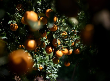 ลงพื้นที่เยี่ยมชมการจัดการสวนส้มปลอดภัยตามมาตรฐาน GAP ... พารามิเตอร์รูปภาพ 53