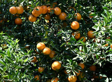 ลงพื้นที่เยี่ยมชมการจัดการสวนส้มปลอดภัยตามมาตรฐาน GAP ... พารามิเตอร์รูปภาพ 54