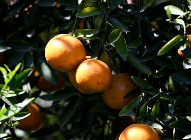 ลงพื้นที่เยี่ยมชมการจัดการสวนส้มปลอดภัยตามมาตรฐาน GAP ... พารามิเตอร์รูปภาพ 55