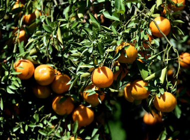 ลงพื้นที่เยี่ยมชมการจัดการสวนส้มปลอดภัยตามมาตรฐาน GAP ... พารามิเตอร์รูปภาพ 56