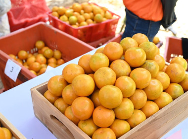 ลงพื้นที่เยี่ยมชมการจัดการสวนส้มปลอดภัยตามมาตรฐาน GAP ... พารามิเตอร์รูปภาพ 57