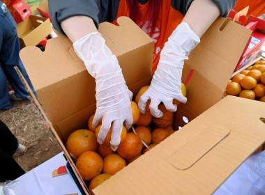 ลงพื้นที่เยี่ยมชมการจัดการสวนส้มปลอดภัยตามมาตรฐาน GAP ... พารามิเตอร์รูปภาพ 61