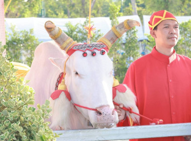 พระราชพิธีพืชมงคลจรดพระนังคัลแรกนาขวัญ ประจำปี 2569 พารามิเตอร์รูปภาพ 5