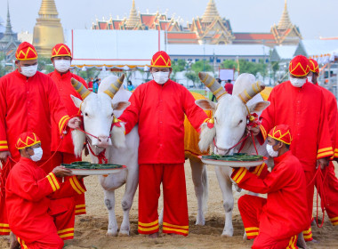 พระราชพิธีพืชมงคลจรดพระนังคัลแรกนาขวัญ พ.ศ. 2566 พารามิเตอร์รูปภาพ 17